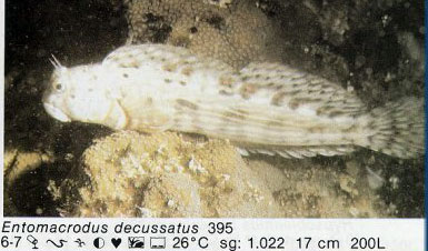 Entomacrodus decussatus